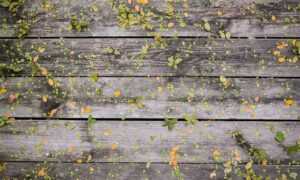 how tazopha investment group work