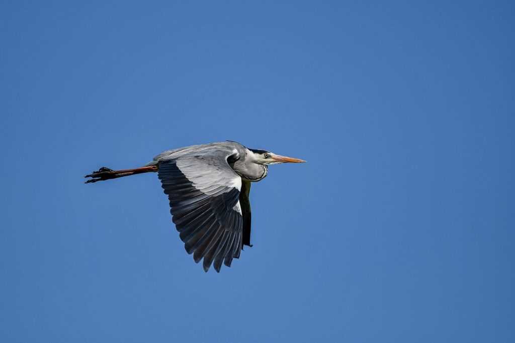 should i get obernaft on pc