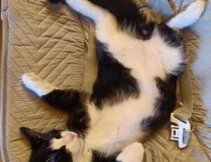 cronologie nottingham forest vs liverpool