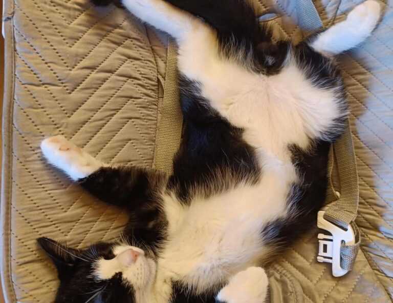 cronologie nottingham forest vs liverpool