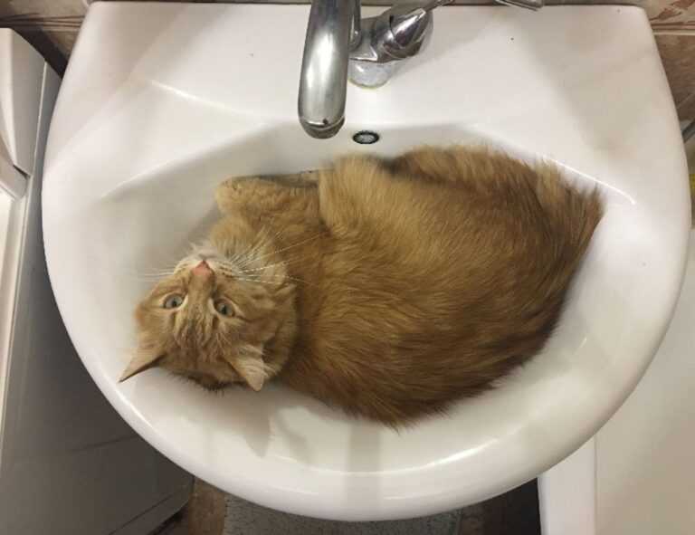 emociones personajes de intensamente para colorear