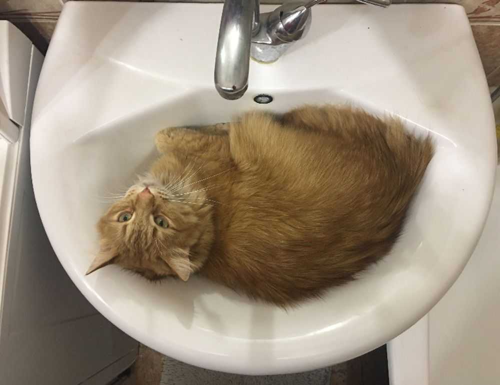 emociones personajes de intensamente para colorear