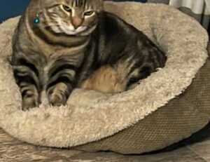 link telegram viral 2023 malaysia