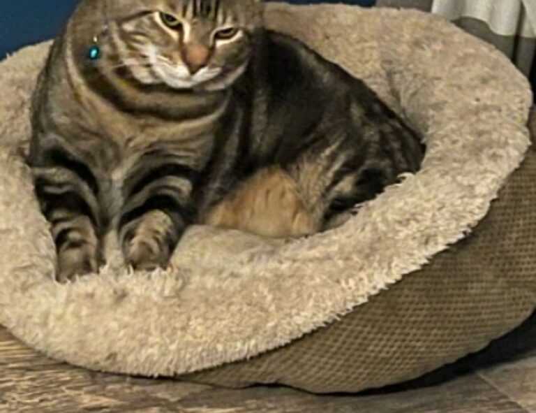 link telegram viral 2023 malaysia