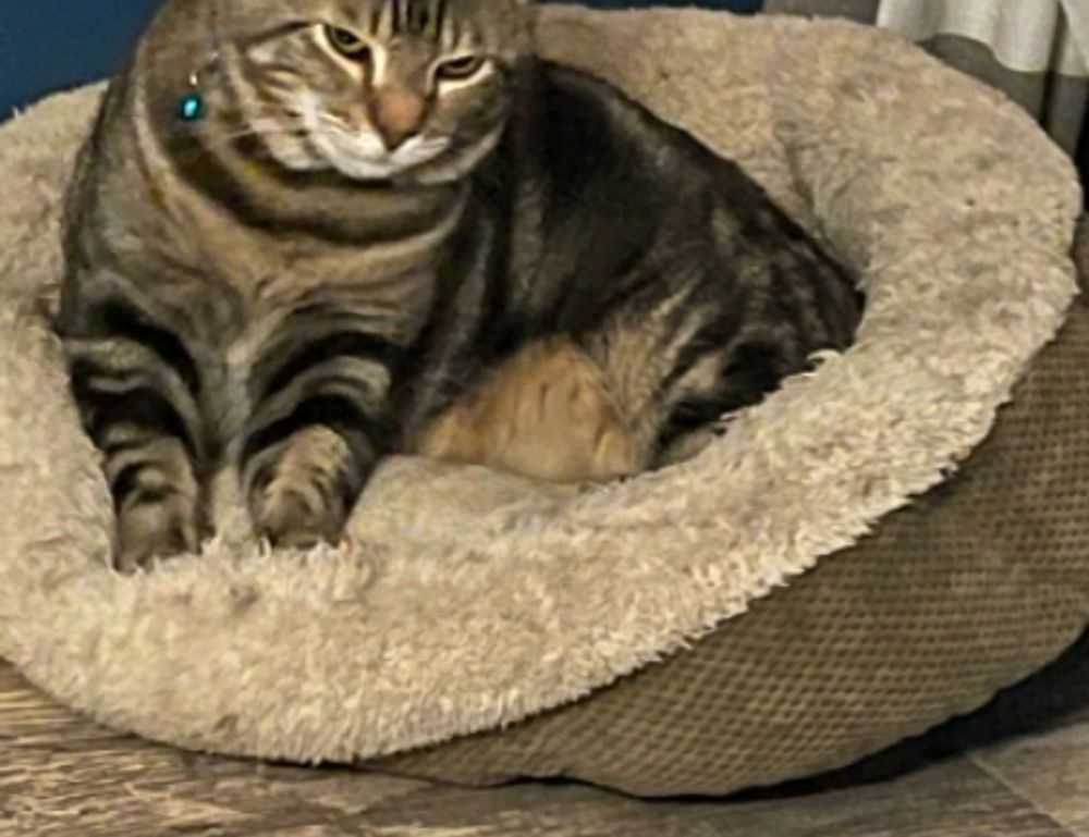 link telegram viral 2023 malaysia