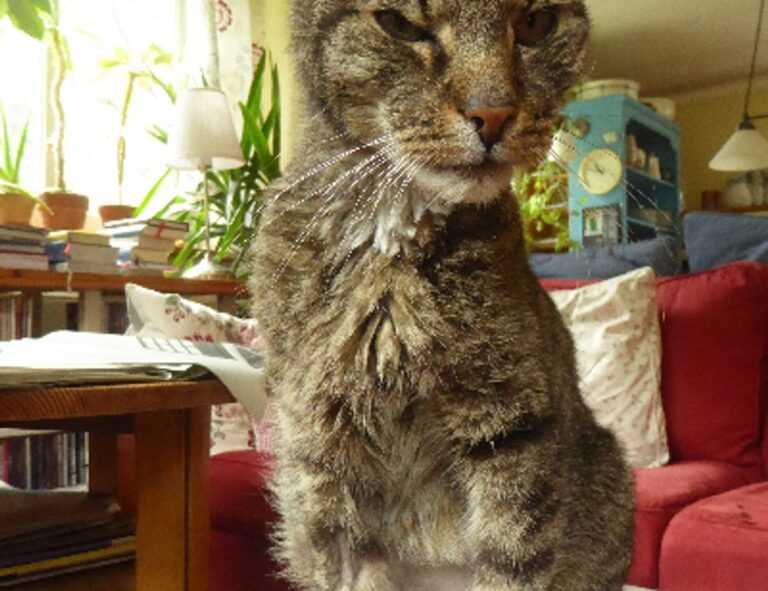 movimiento sonic gif