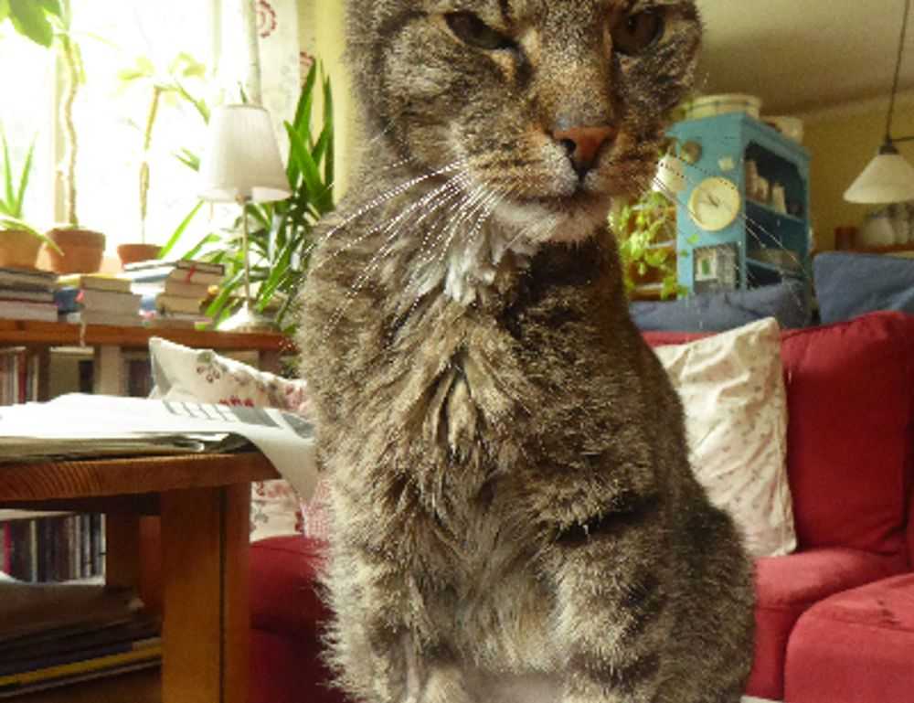 movimiento sonic gif