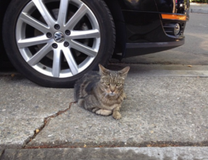 mydoterra login nederlands