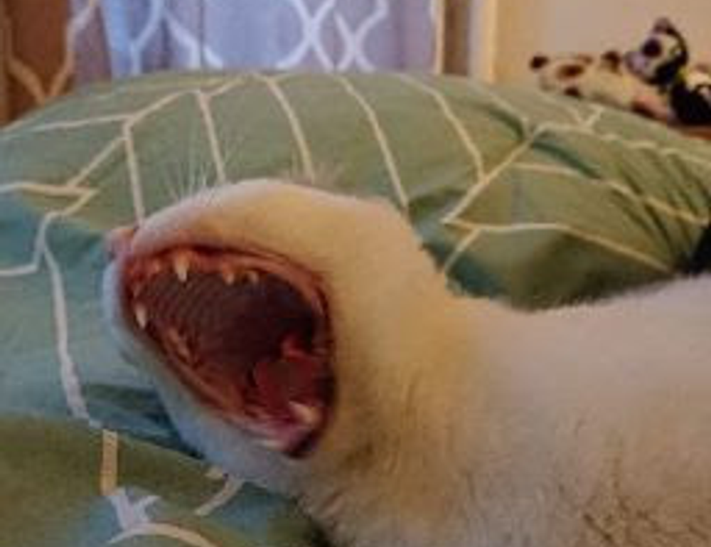 tamilyogi movie download isaimini