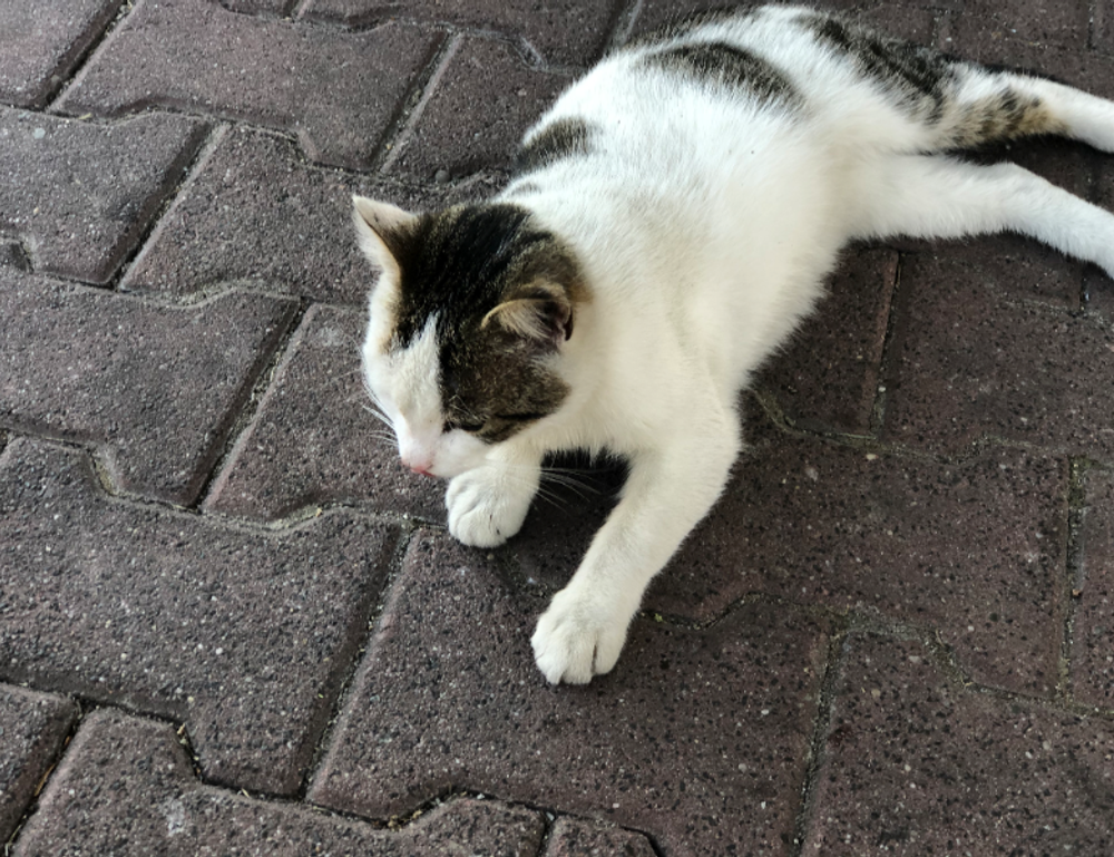 valor de un testiculo