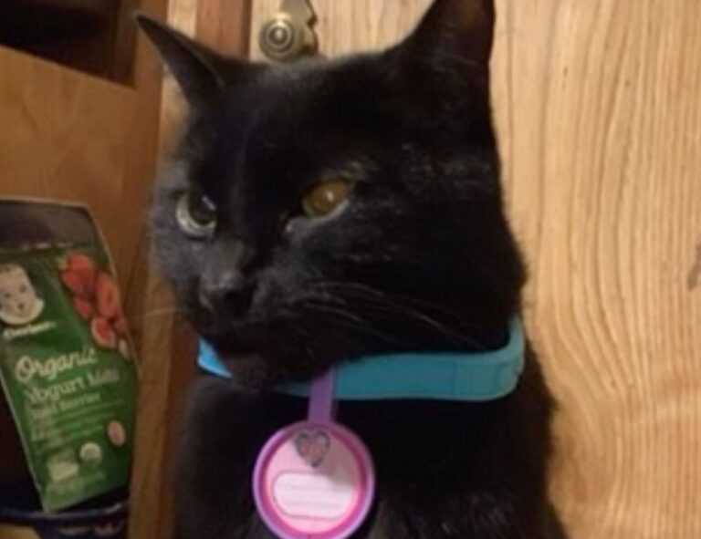 ya abaz zahro lirik arab